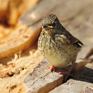 DSC 4154 Jungvogel Lassen 1000