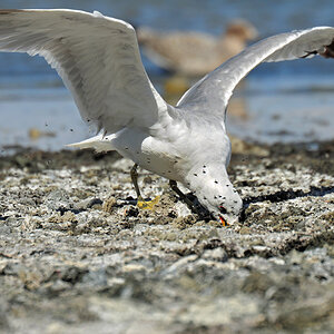 DSC 5091 Möwe 1000