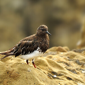 DSC 5802 Strandläufer San Simeon 1000