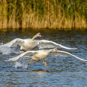 20131101 0580 [NIKON D4] 1000 mm,1 1000 Sek. bei ƒ   9,0