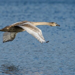 20131101 0620 [NIKON D4] 1000 mm,1 1000 Sek. bei ƒ   9,0