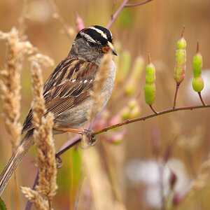 DSC 3696 White headed Sparrow 1000