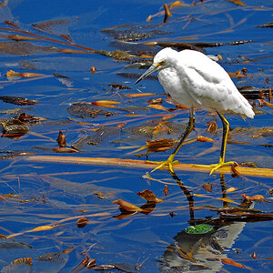 DSC 6134 Snowy Egret_Scmuckreiher Point Lobos 1000