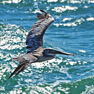 DSC 6572 Pelikan Point Bonito 1000