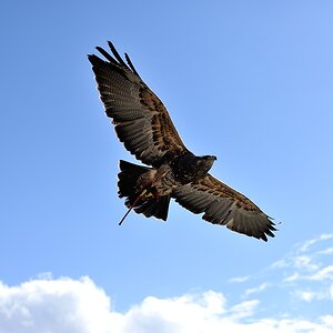 Falknerei Katharinenberg Wunsiedel