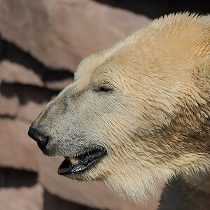 Eisbär
Tiergarten Nürnberg