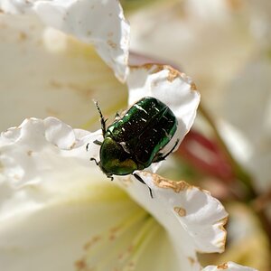 in my garden 11
