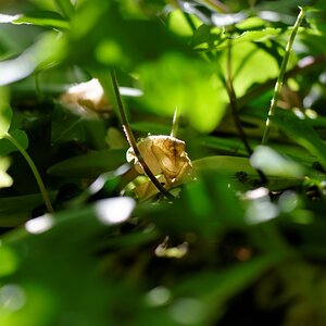 in my garden 08