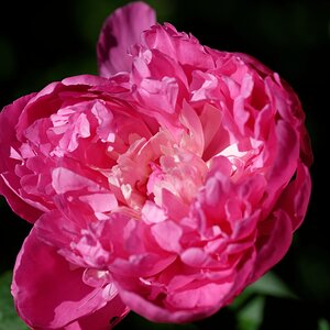 in my garden 03