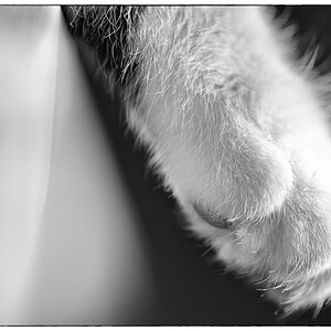 Katze PZ15347