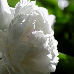in my garden 02