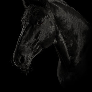 DSC 5224 NFF