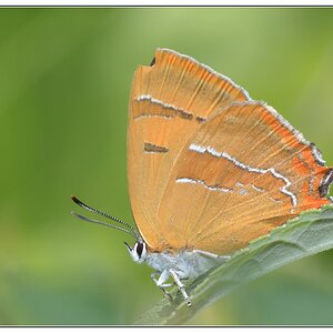 Schmetterling 02
