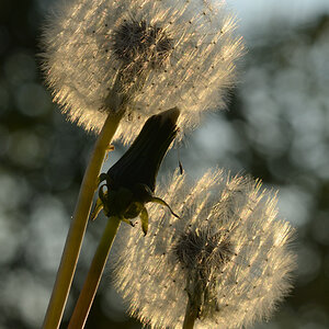 32571024pusteblume