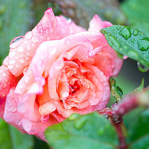 Rose vom Herbstspaziergang