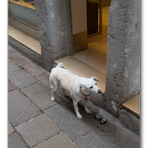 dog