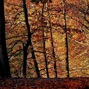 Herbstlicht 6mit Bäumen0001