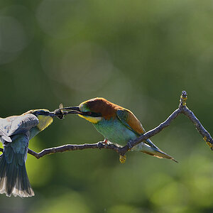DSC7871nff