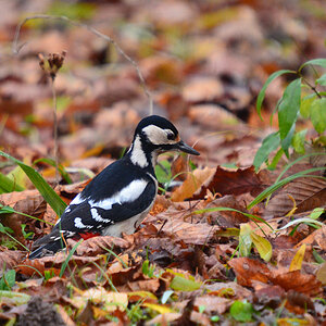 DSC 9836 khg