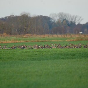Auf die zugwiese 12.11.13 085