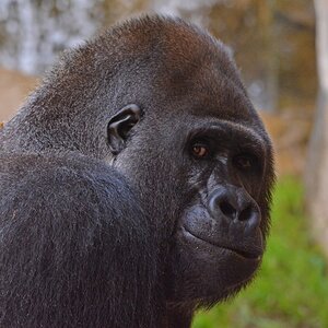 D71 Gorilla  Augenblicke III