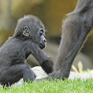 Gorillababy I