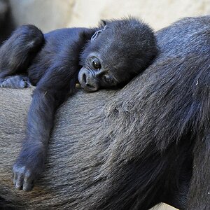 Gorillas Baby ist müde II