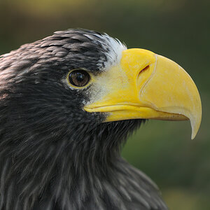 Riesenseeadler
Tiergarten Nürnberg