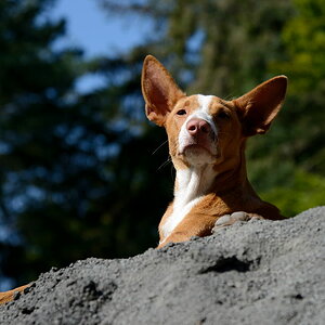d13 Senor (Pierre Huyghe - Untilled)