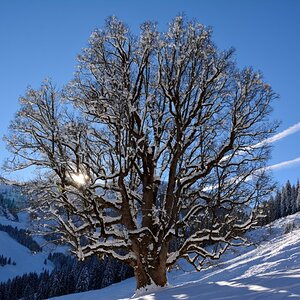 alter Baum in Farbe