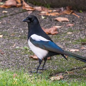 Gartenelster I