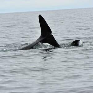 Whales in Ucluelet