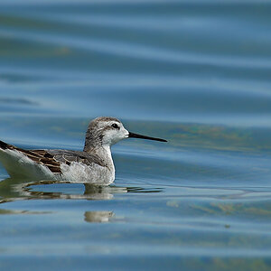 DSC 5001 MonoLake Vogel 1000