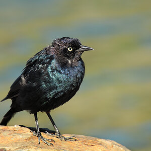 DSC 5220_Purpurstärling Männchen - Brewer´s Blackbird_ MaleLake_ Tioga Lake 1000