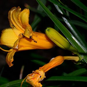 Blüte 01