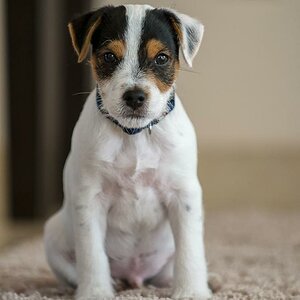 Barney (1 von 1)