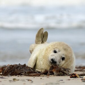comp Helgoland 030 Dezember 2013