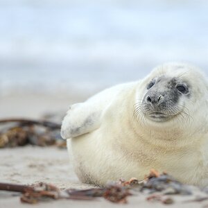 comp Helgoland 037 Dezember 2013
