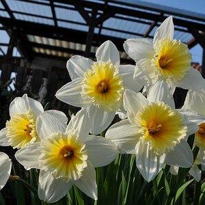 Blumen vor Laube