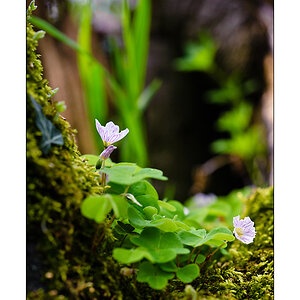 Am Waldboden 2