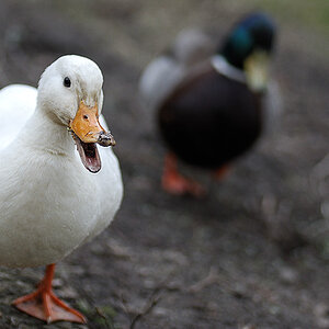 ente