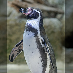 Pinguin