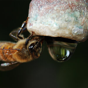 Biene beim Trinken, Bild 1