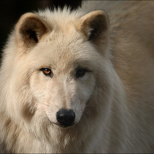 Polarwolf D2X 0571 2

EXIFs:
Handling: Manfrotto MA 190 Pro + Markins M10 + Wimberley SK-100 Sidekick
Kamera: NIKON D2X
Objektiv: AF-S VR Zoom-Nikkor 