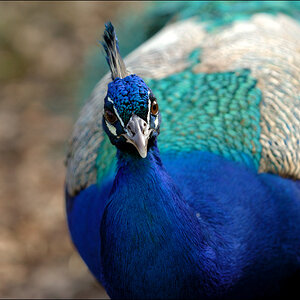 Wildpark Lüneburger Heide D2X 0256 1

· http://www.nikon-fotografie.de/vbulletin/showpost.php?p=1216815&postcount=1794
