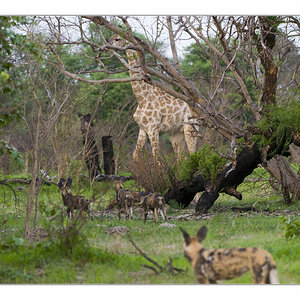 wilddogGiraffe1