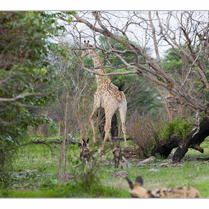 Wilddoggiraffe2