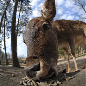 Wildpark Lüneburger Heide D2X 0333 1

· http://www.nikon-fotografie.de/vbulletin/showpost.php?p=1256300&postcount=190