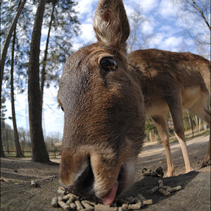 Wildpark Lüneburger Heide D2X 0334 1

· http://www.nikon-fotografie.de/vbulletin/showpost.php?p=1256300&postcount=190