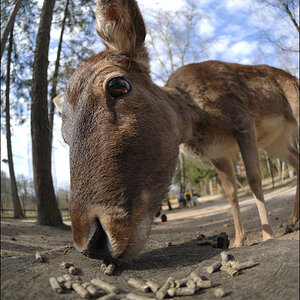 Wildpark Lüneburger Heide D2X 0336 1